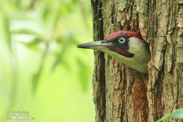 Green Woodpecker (Picus viridis)