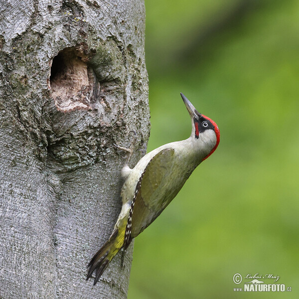 Green Woodpecker (Picus viridis)