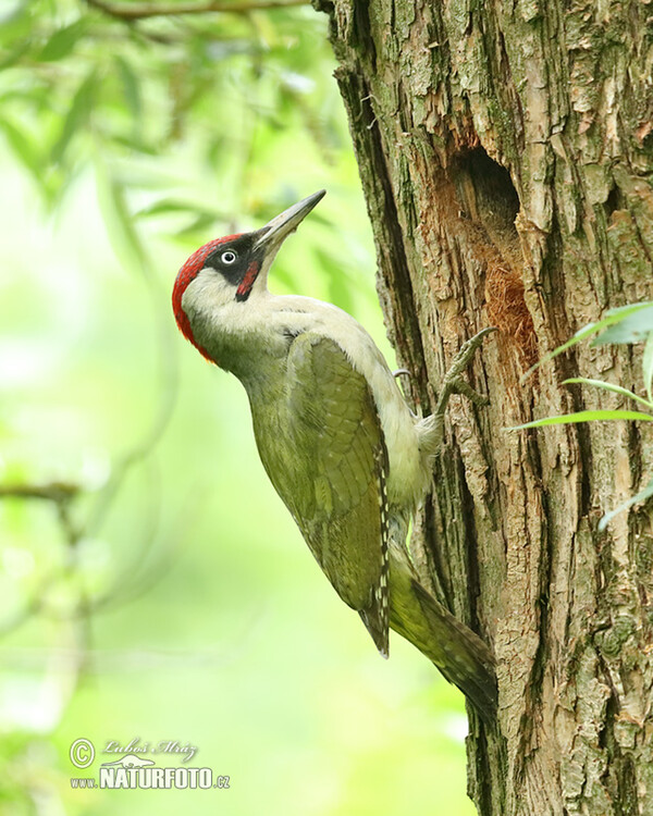 Green Woodpecker (Picus viridis)