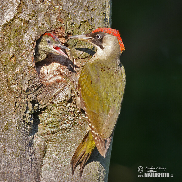 Green Woodpecker (Picus viridis)