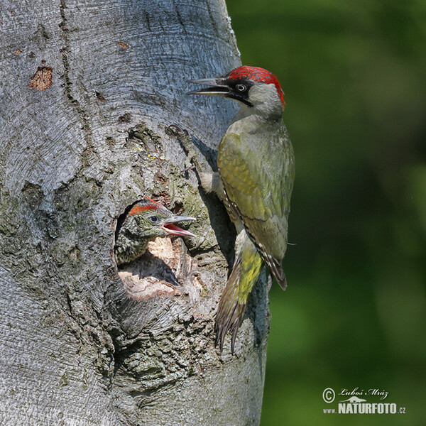 Green Woodpecker (Picus viridis)