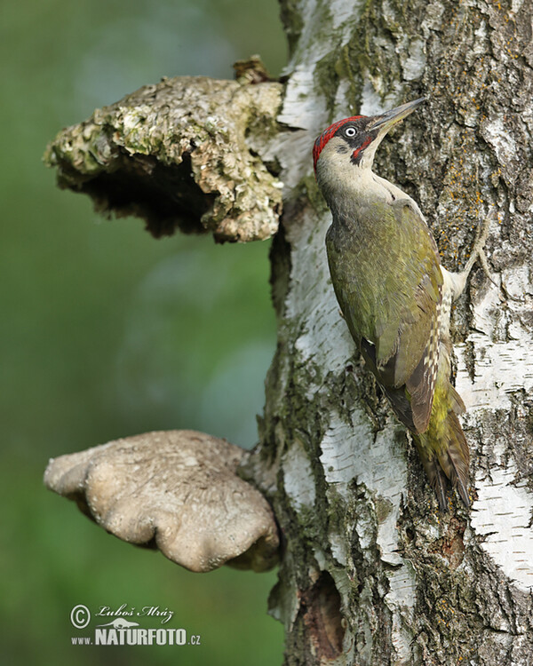 Green Woodpecker (Picus viridis)