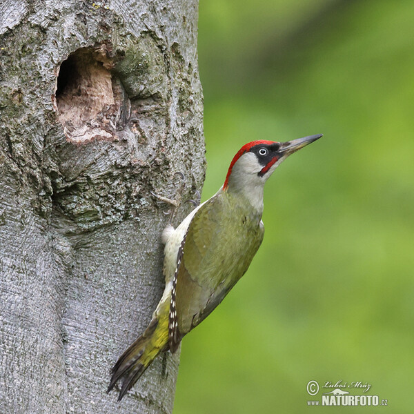 Green Woodpecker (Picus viridis)