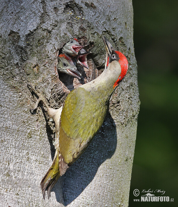 Green Woodpecker (Picus viridis)