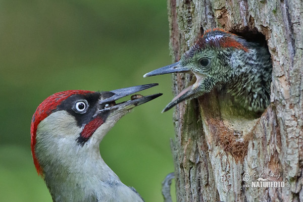 Green Woodpecker (Picus viridis)