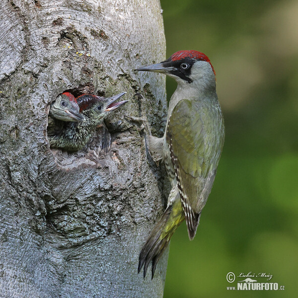 Green Woodpecker (Picus viridis)