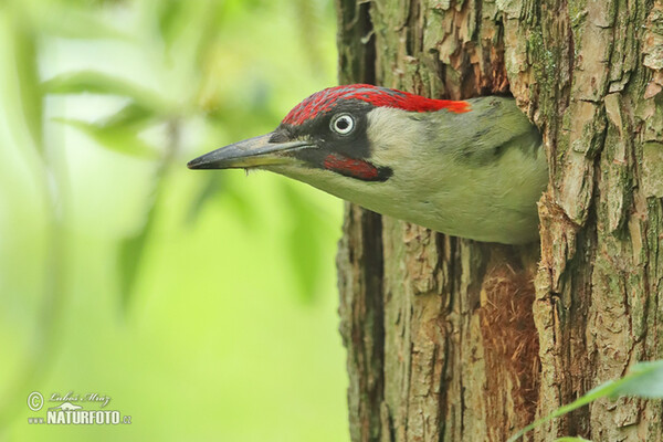 Green Woodpecker (Picus viridis)