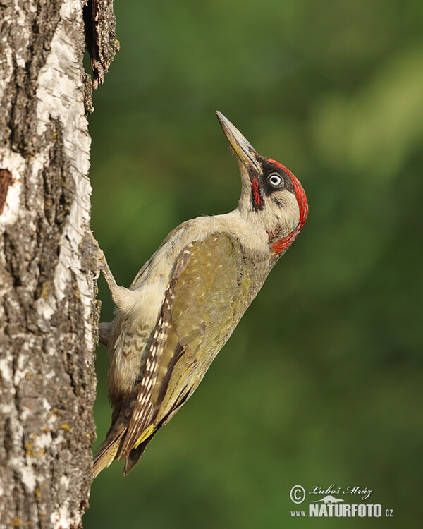 Green Woodpecker (Picus viridis)