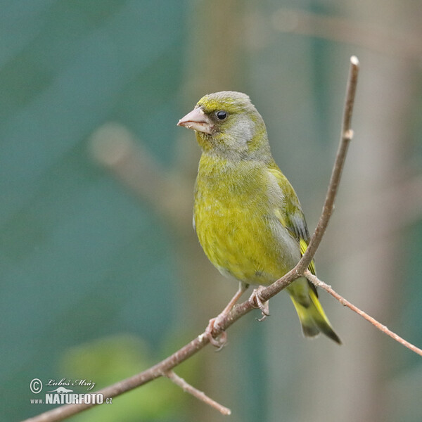 Greenfinch (Carduelis chloris)