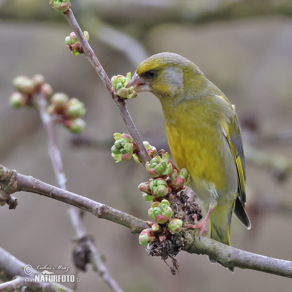 Greenfinch (Carduelis chloris)