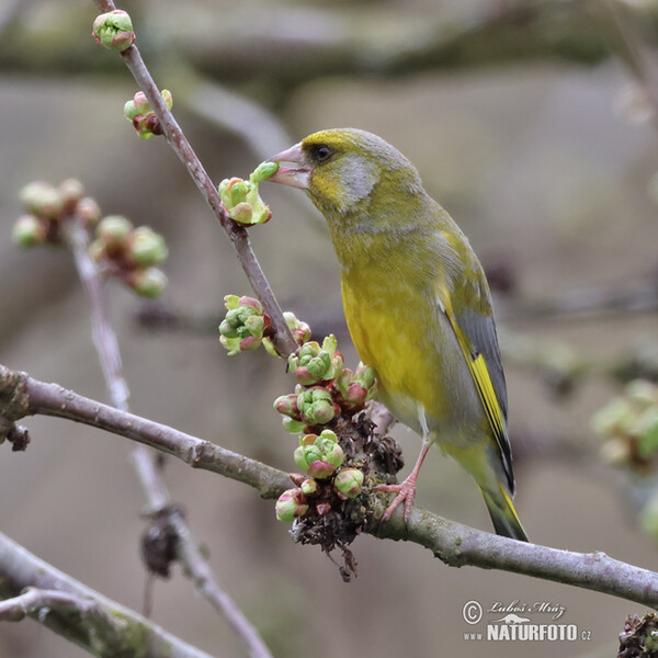 Greenfinch (Carduelis chloris)