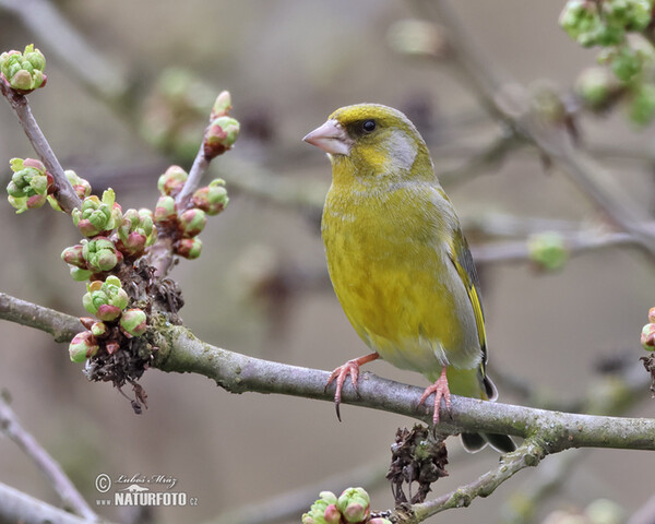 Greenfinch (Carduelis chloris)