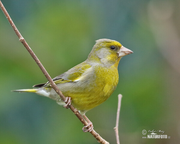 Greenfinch (Carduelis chloris)