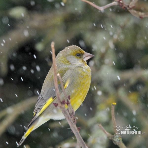 Greenfinch (Carduelis chloris)