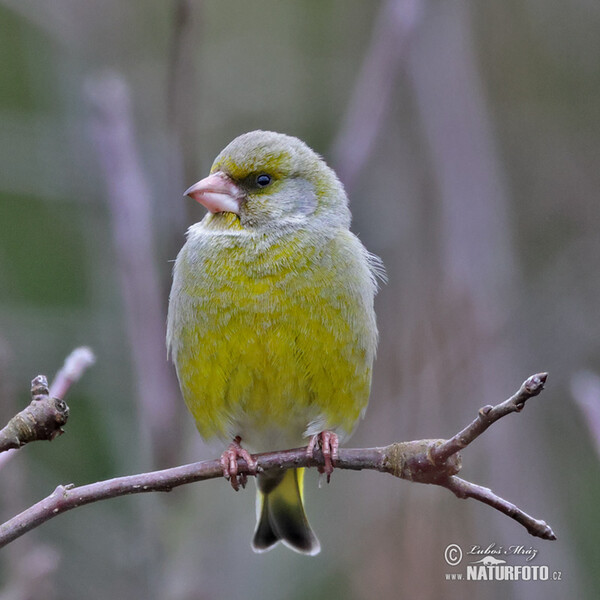 Greenfinch (Carduelis chloris)