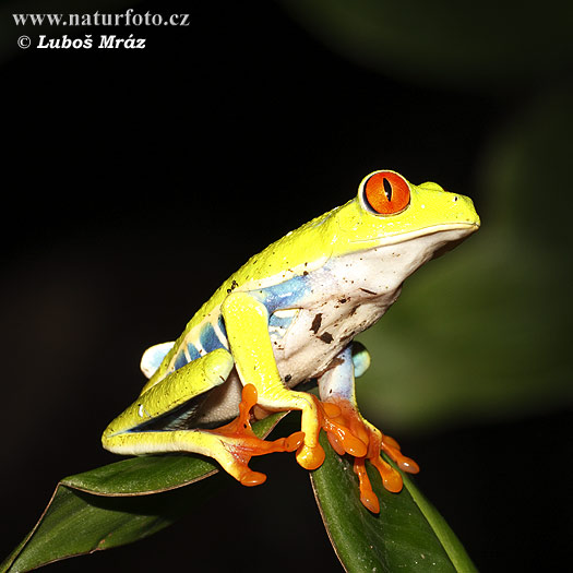 Grenouille aux yeux rouges