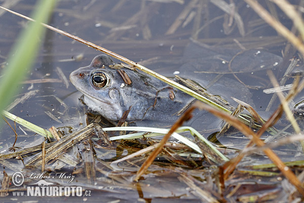 Grenouille des champs