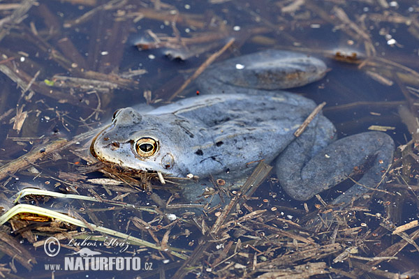 Grenouille des champs