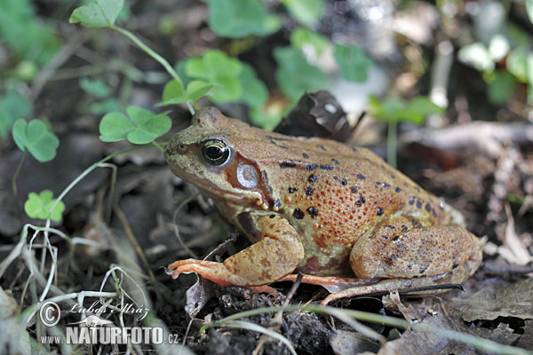 Grenouille rousse