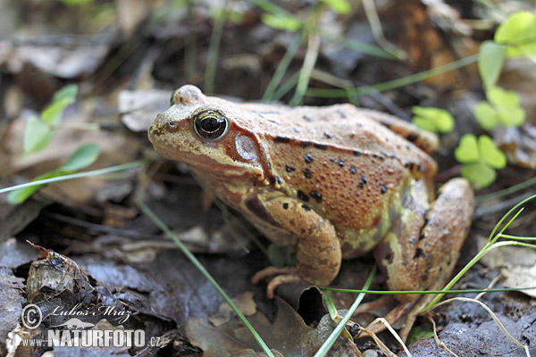 Grenouille rousse