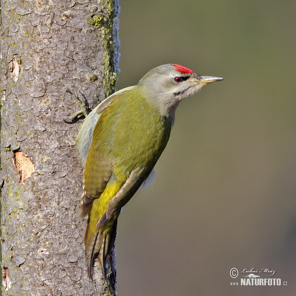 Grey-headed Woodpecker (Picus canus)