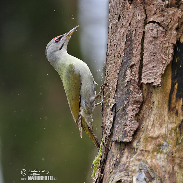 Grey-headed Woodpecker (Picus canus)