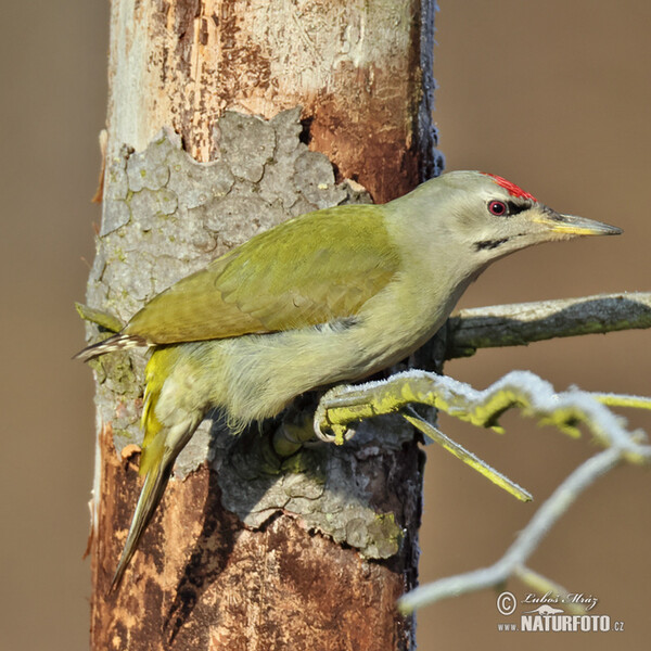 Grey-headed Woodpecker (Picus canus)