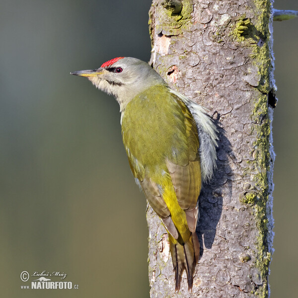 Grey-headed Woodpecker (Picus canus)