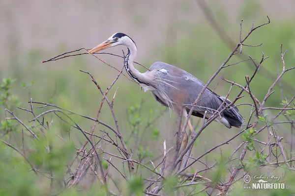 Grey Heron (Ardea cinerea)