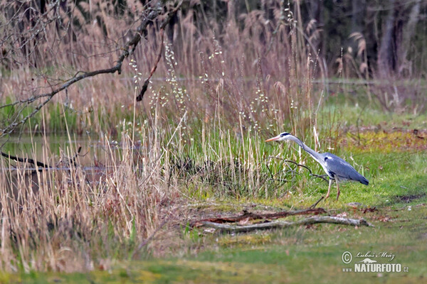 Grey Heron (Ardea cinerea)
