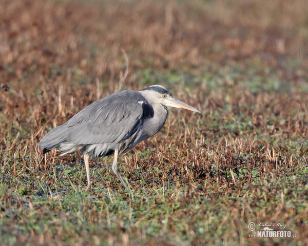 Grey Heron (Ardea cinerea)