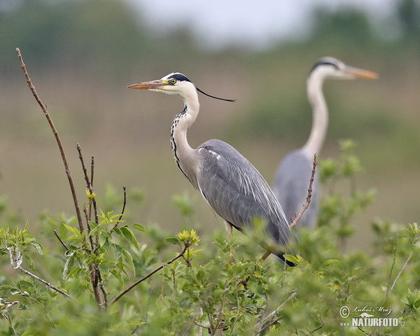 Grey Heron (Ardea cinerea)