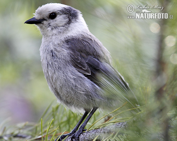 Grey Jay (Perisoreus canadensis)
