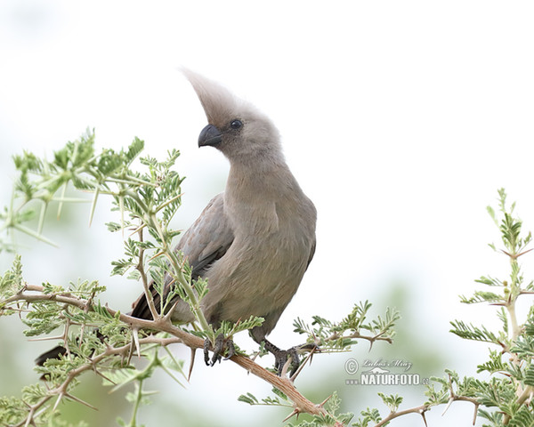 Grey Lourie (Corythaixoides concolor)