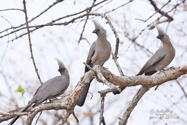 Grey Lourie (Corythaixoides concolor)