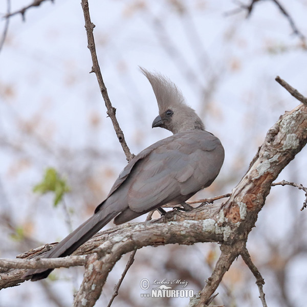 Grey Lourie (Corythaixoides concolor)