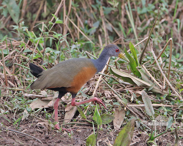 Grey-necked Wood-Rail (Aramides cajanea)