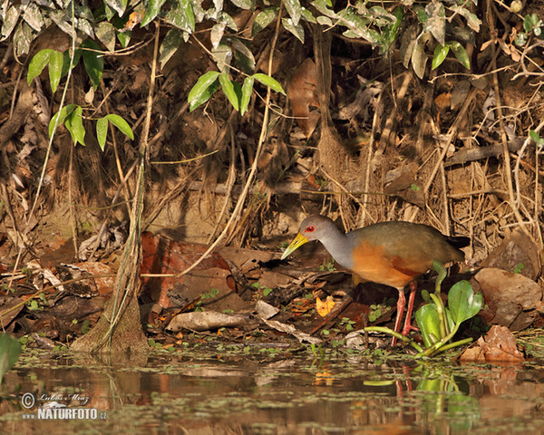 Grey-necked Wood-Rail (Aramides cajanea)