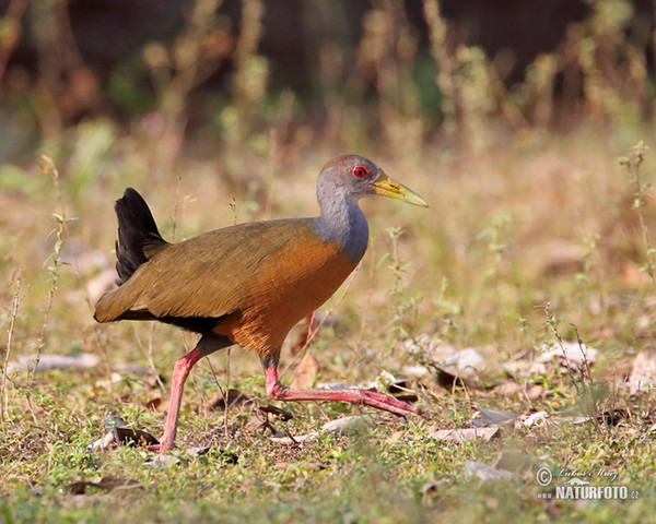 Grey-necked Wood-Rail (Aramides cajanea)