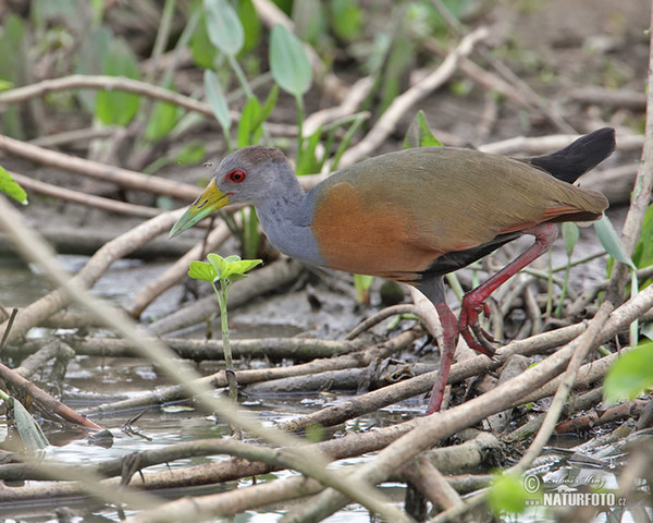 Grey-necked Wood-Rail (Aramides cajanea)