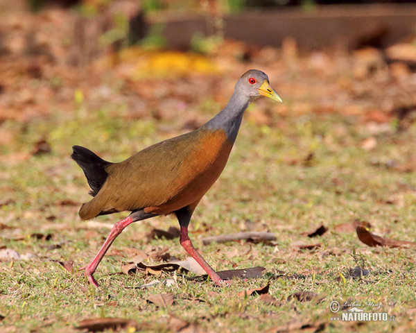 Grey-necked Wood-Rail (Aramides cajanea)