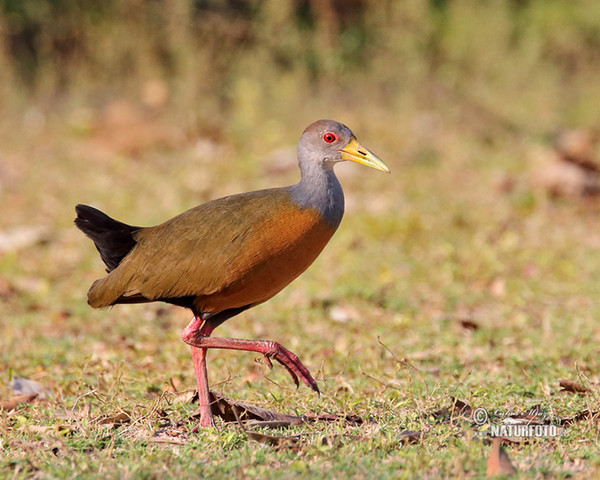 Grey-necked Wood-Rail (Aramides cajanea)