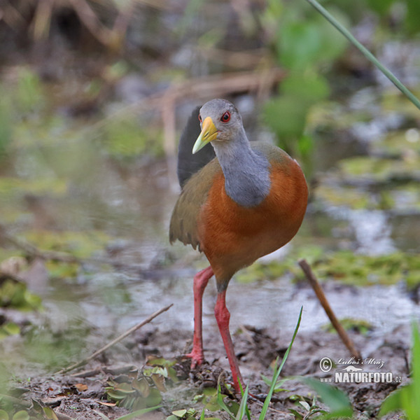 Grey-necked Wood-Rail (Aramides cajanea)