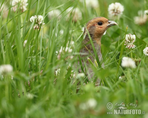 Grey Partridge (Perdix perdix)