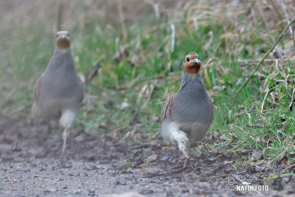 Grey Partridge (Perdix perdix)