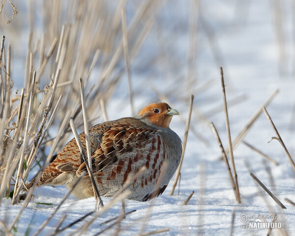 Grey Partridge (Perdix perdix)