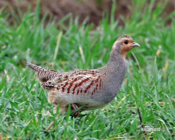 Grey Partridge (Perdix perdix)