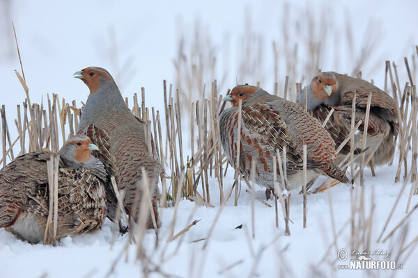 Grey Partridge (Perdix perdix)