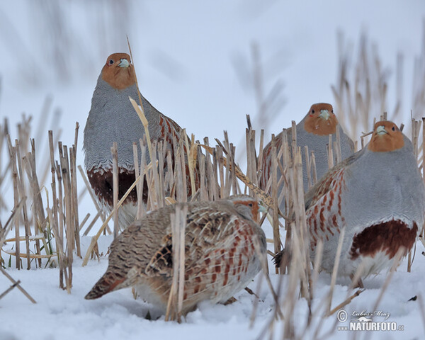 Grey Partridge (Perdix perdix)