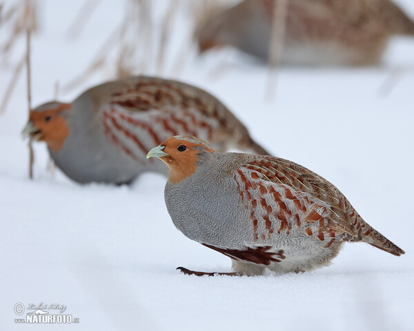 Grey Partridge (Perdix perdix)